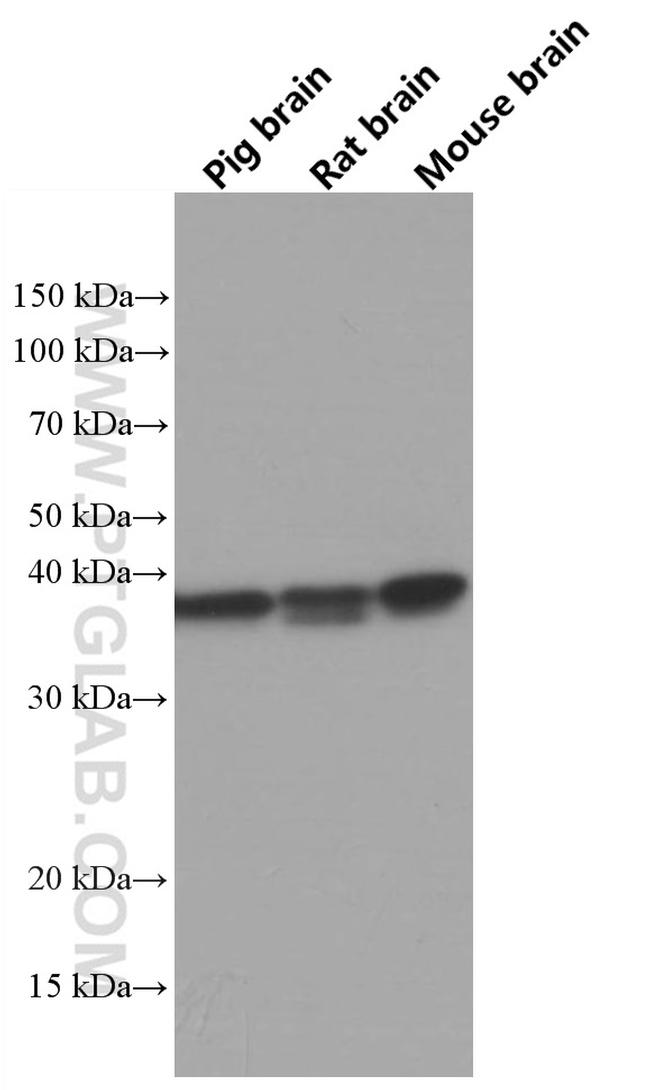 TOMM40 Antibody in Western Blot (WB)
