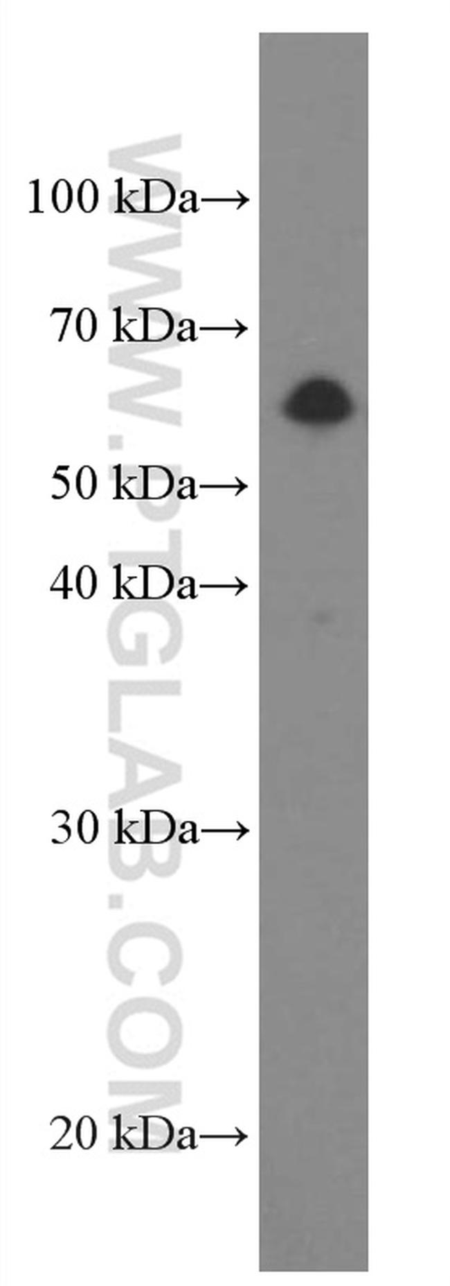 Beclin 1 Antibody in Western Blot (WB)