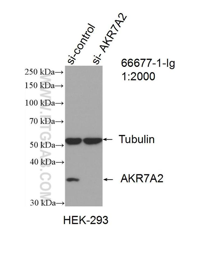 AKR7A2 Antibody in Western Blot (WB)