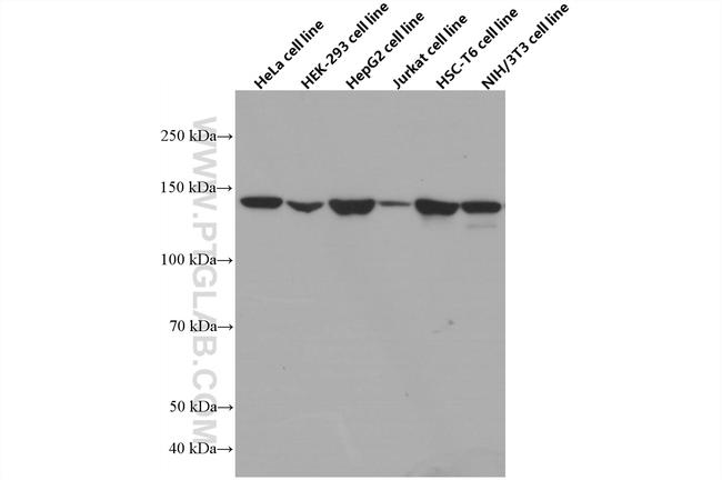 ERC1 Antibody in Western Blot (WB)