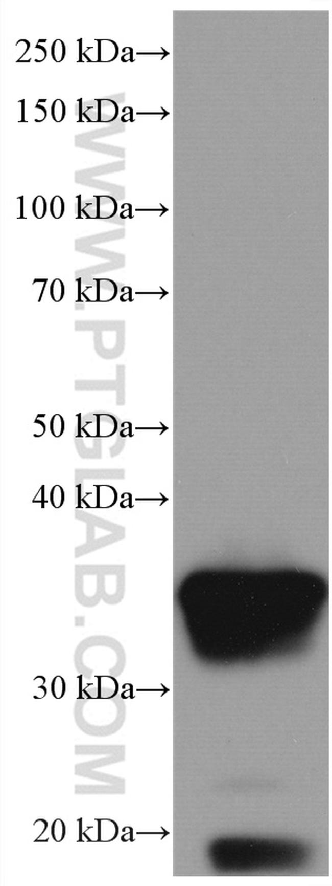 Galectin-4 Antibody in Western Blot (WB)