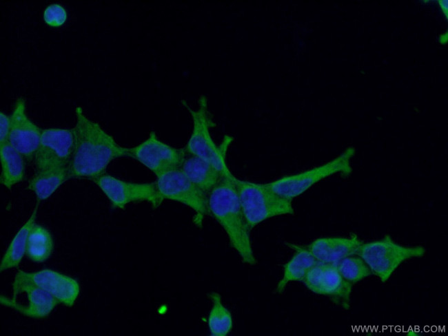 NRBP2 Antibody in Immunocytochemistry (ICC/IF)