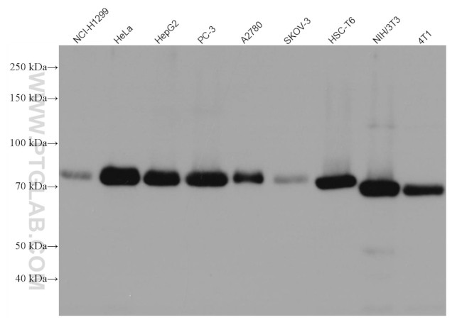 CALD1 Antibody in Western Blot (WB)