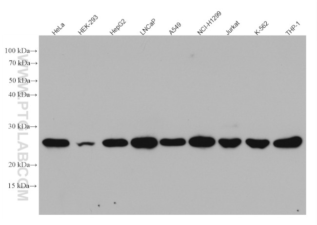 ATP5O Antibody in Western Blot (WB)