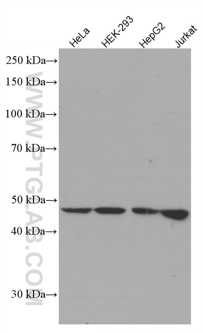 STK11 Antibody in Western Blot (WB)