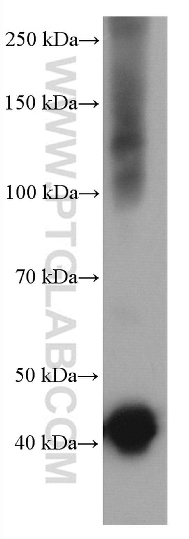 CNPase Antibody in Western Blot (WB)