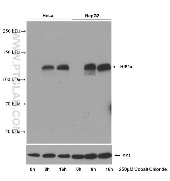 HIF1a Antibody in Western Blot (WB)