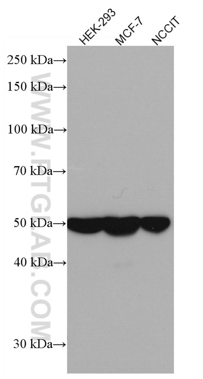 DKK3 Antibody in Western Blot (WB)