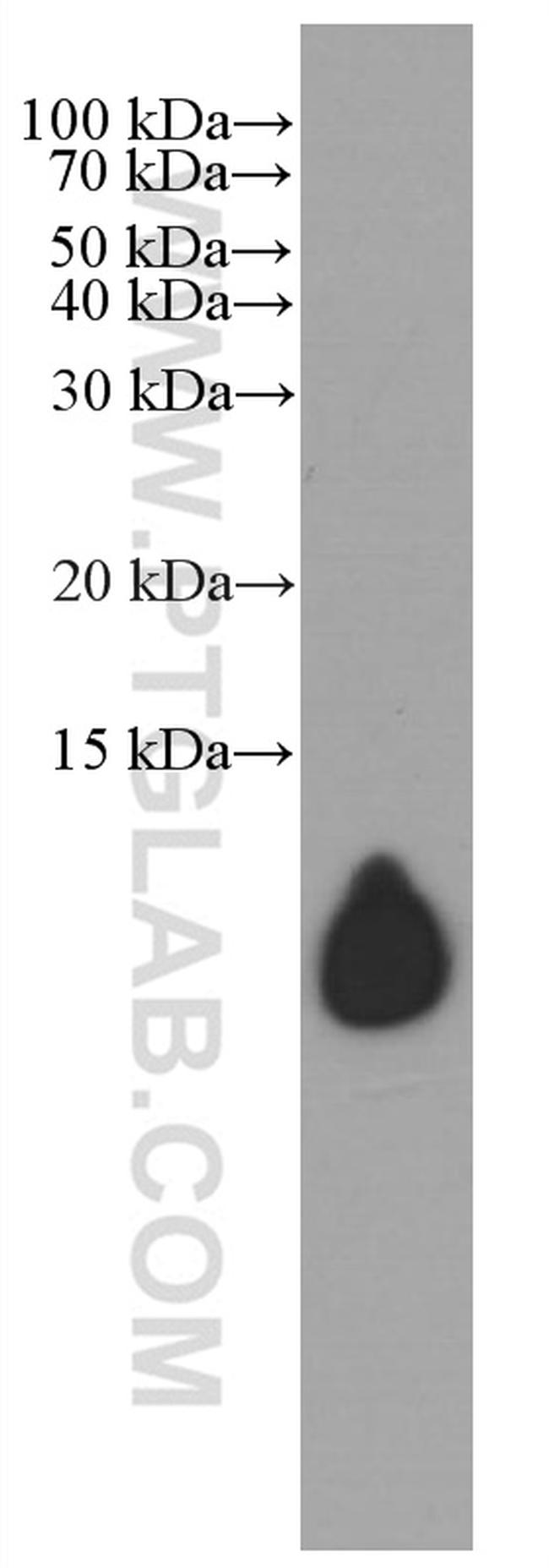 Apolipoprotein A II Antibody in Western Blot (WB)