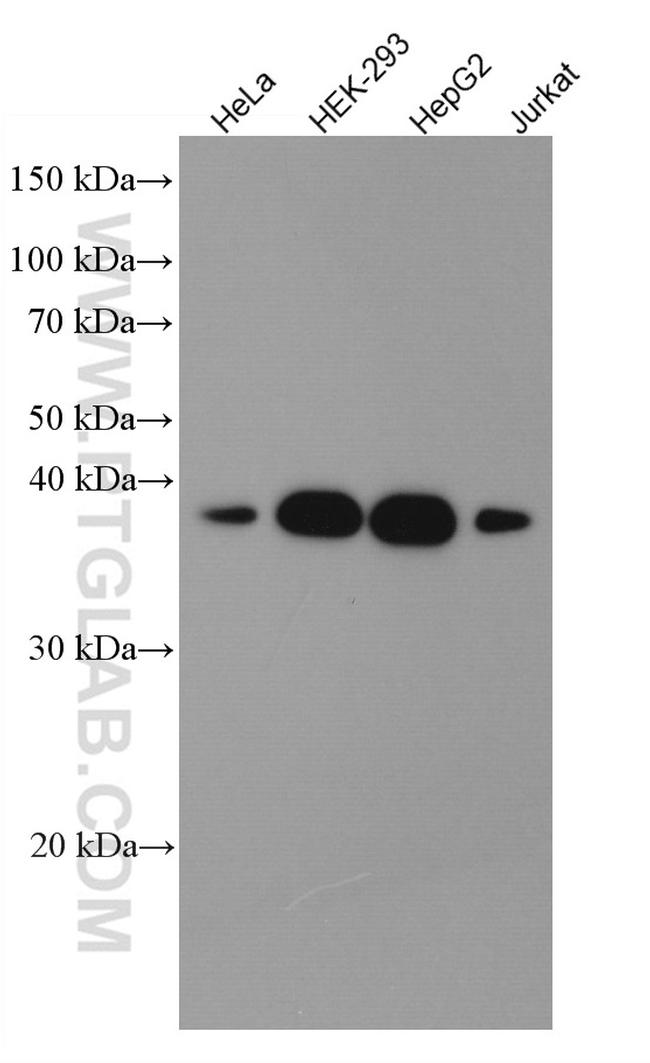 Syntaxin 16 Antibody in Western Blot (WB)