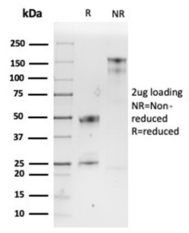 SPARC/Osteonectin Antibody in SDS-PAGE (SDS-PAGE)