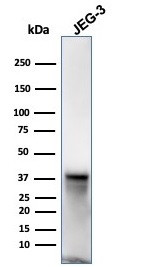 SPARC/Osteonectin Antibody in Western Blot (WB)