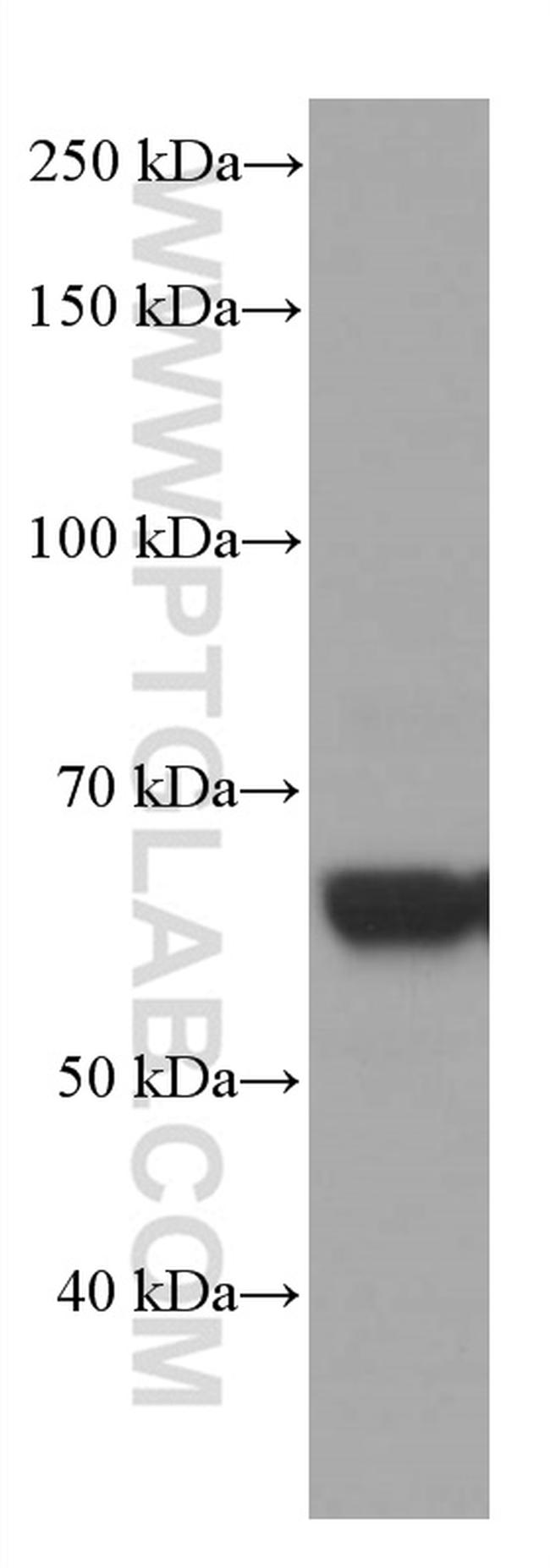 SOX10 Antibody in Western Blot (WB)