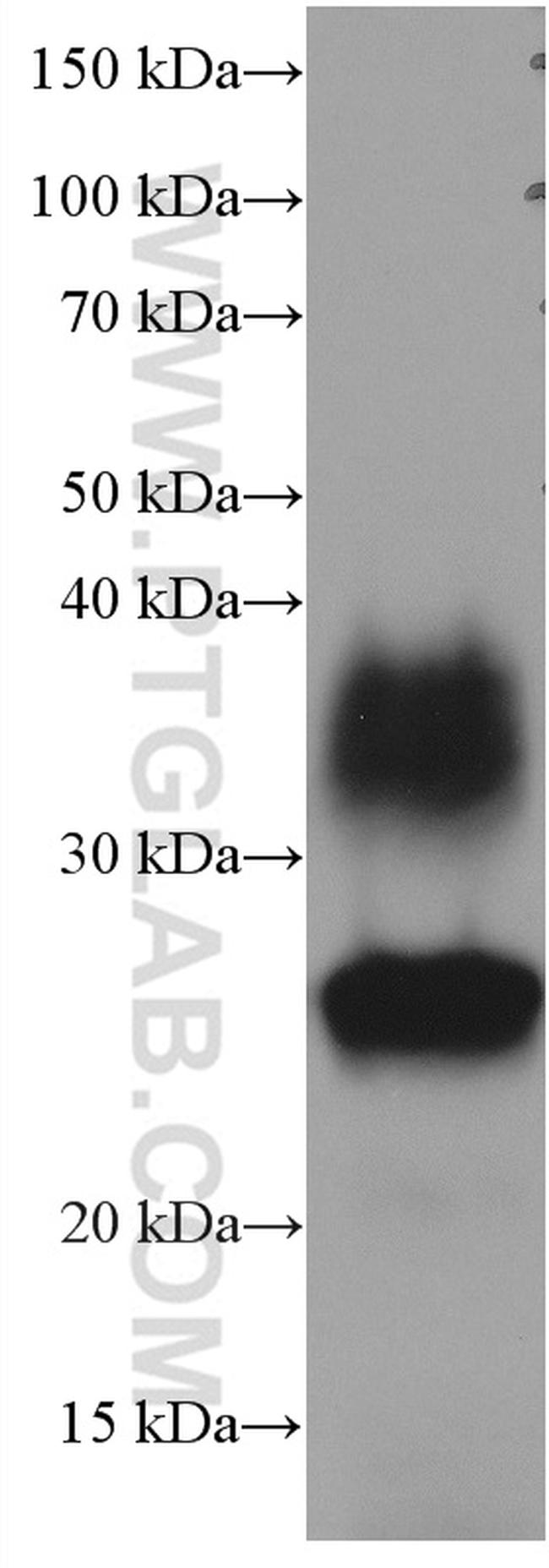 AQP1 Antibody in Western Blot (WB)