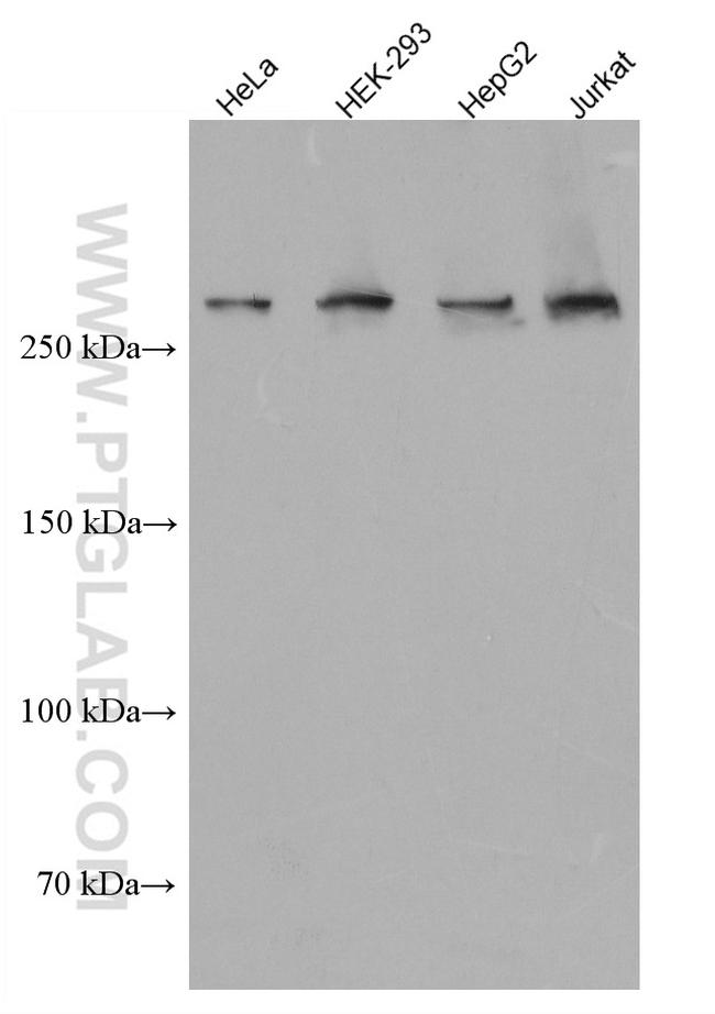 CEP250/C-NAP1 Antibody in Western Blot (WB)