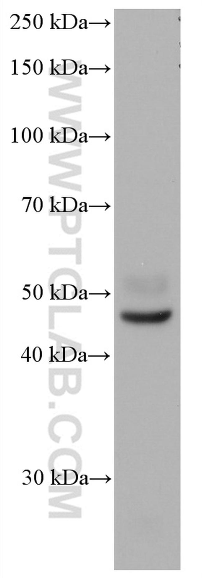 YY2 Antibody in Western Blot (WB)