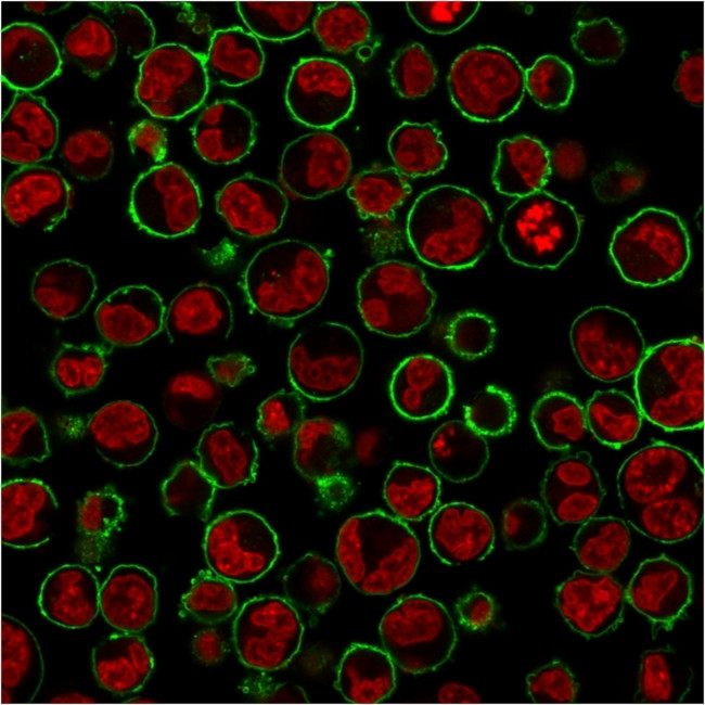 CD43 (T-Cell Marker) Antibody in Immunocytochemistry (ICC/IF)