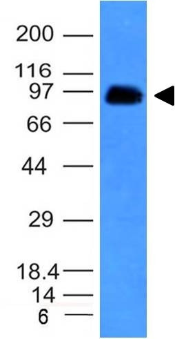 CD43 (T-Cell Marker) Antibody in Western Blot (WB)