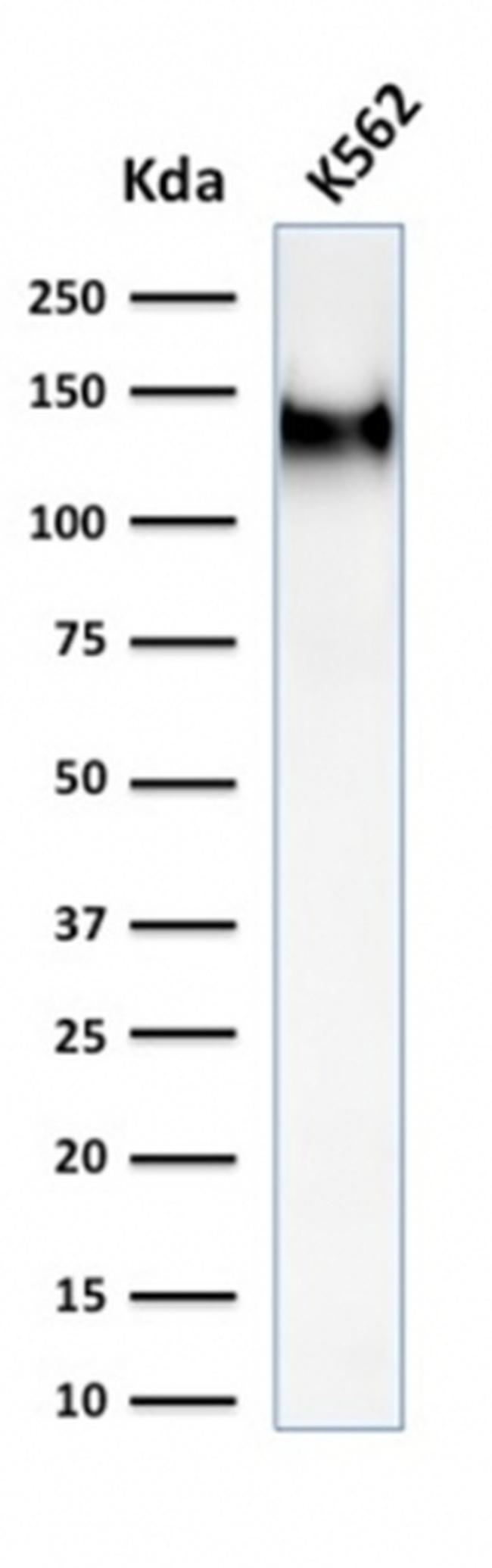 CD43 Antibody in Western Blot (WB)