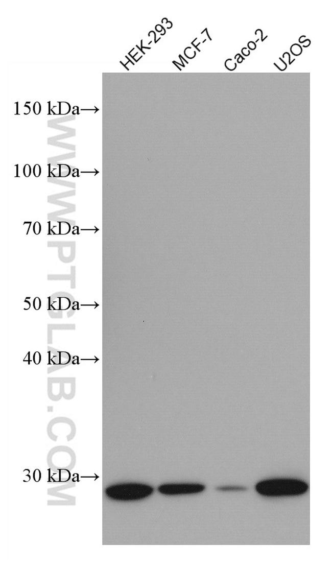 Cyclin D2 Antibody in Western Blot (WB)