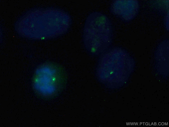 CNTROB Antibody in Immunocytochemistry (ICC/IF)