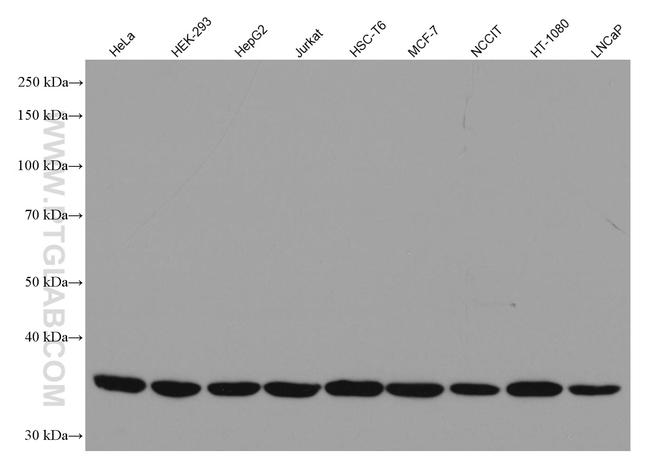 Cyclin H Antibody in Western Blot (WB)