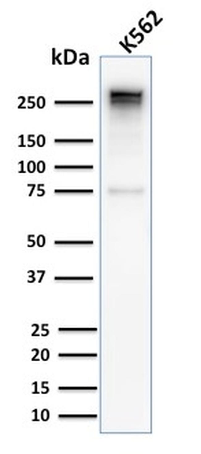 Spectrin Alpha 1 Antibody in Western Blot (WB)