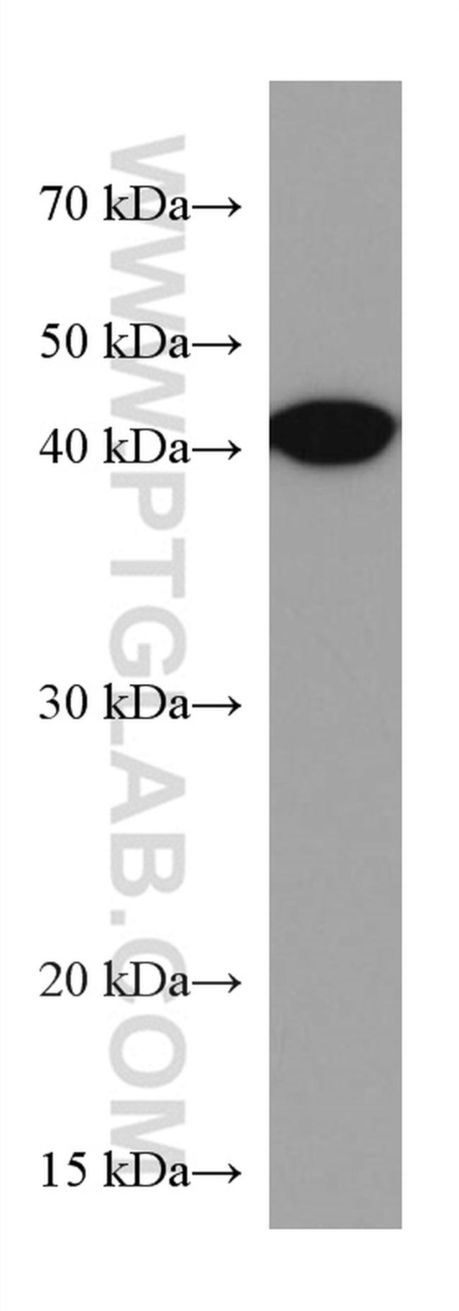 BCAT1 Antibody in Western Blot (WB)