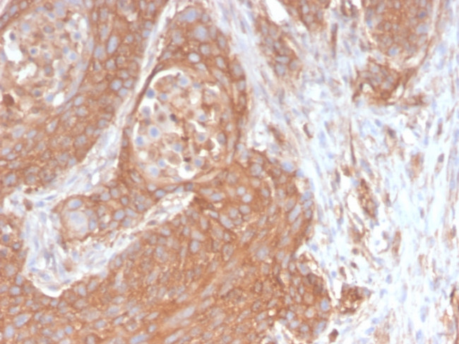 Spectrin beta III (SPTBN2) Antibody in Immunohistochemistry (Paraffin) (IHC (P))