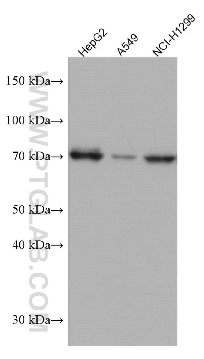 TCF3 Antibody in Western Blot (WB)