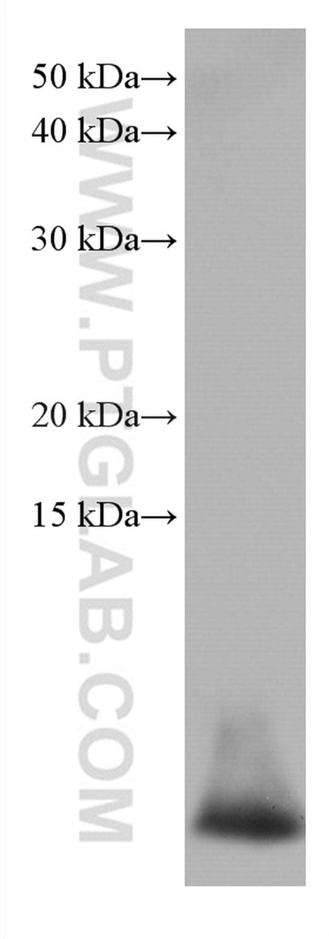 DEFA1 Antibody in Western Blot (WB)