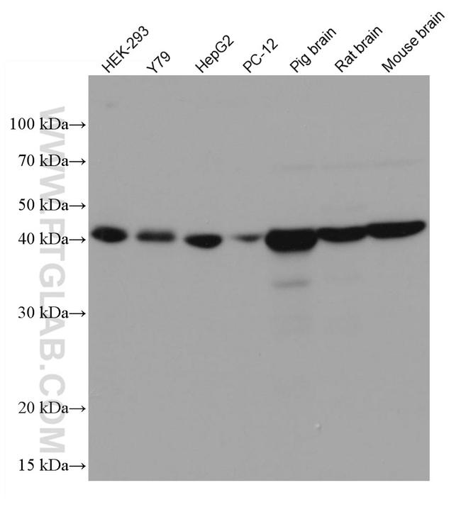 GNA13 Antibody in Western Blot (WB)