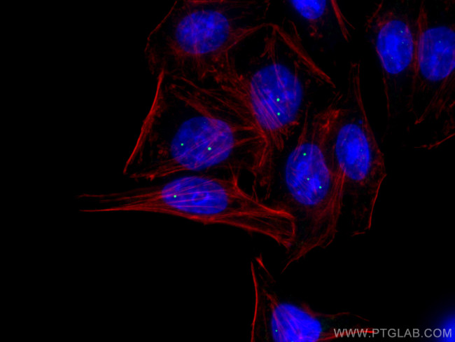 COIL Antibody in Immunocytochemistry (ICC/IF)