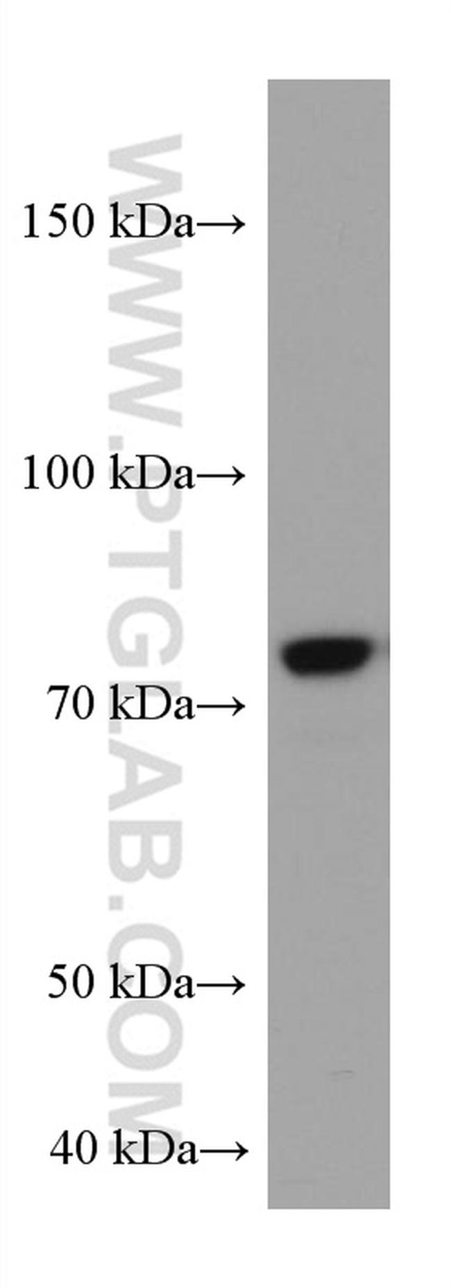 COIL Antibody in Western Blot (WB)