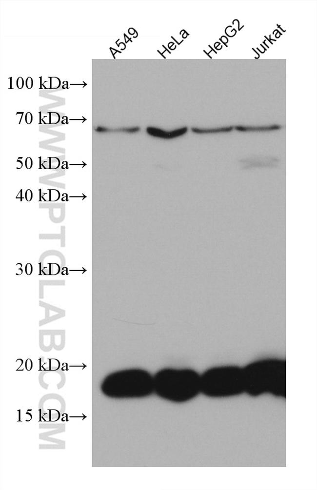 ARF5 Antibody in Western Blot (WB)