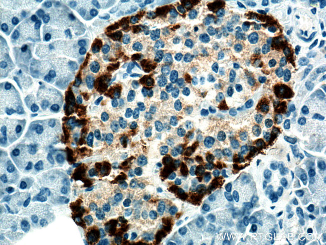 Glucagon Antibody in Immunohistochemistry (Paraffin) (IHC (P))