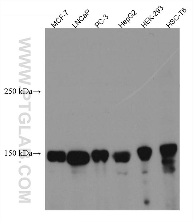 ZO-2 Antibody in Western Blot (WB)