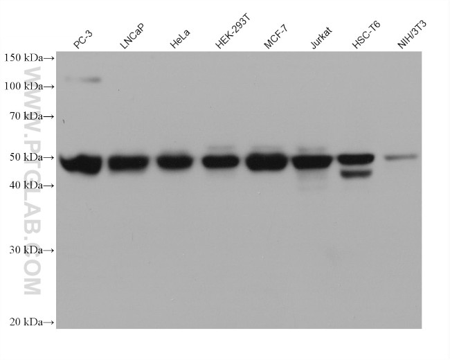 PTPN2 Antibody in Western Blot (WB)