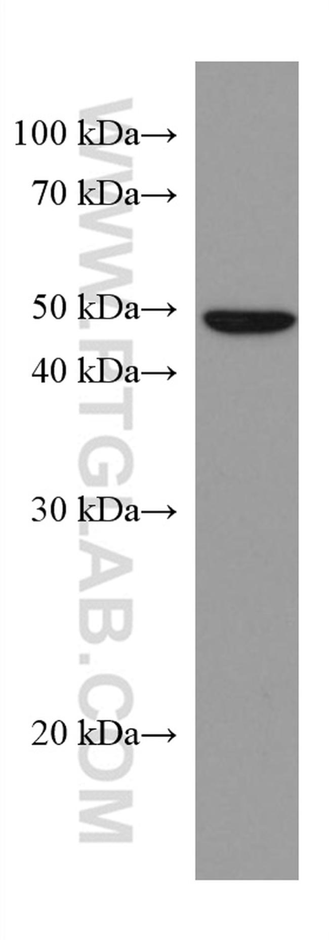 Caspase 4 Antibody in Western Blot (WB)