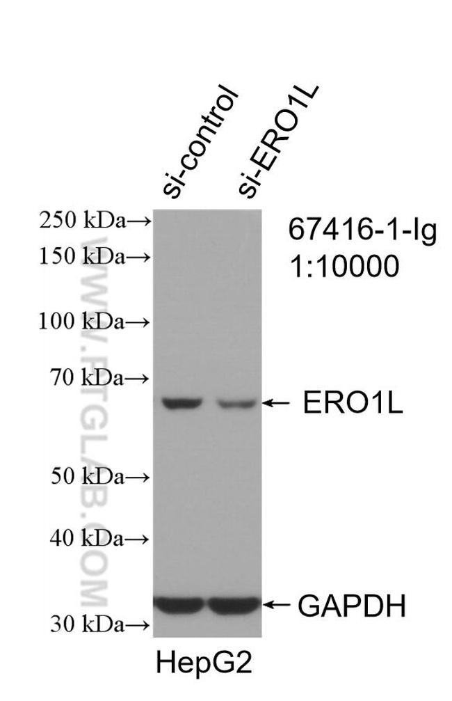 ERO1L Antibody in Western Blot (WB)