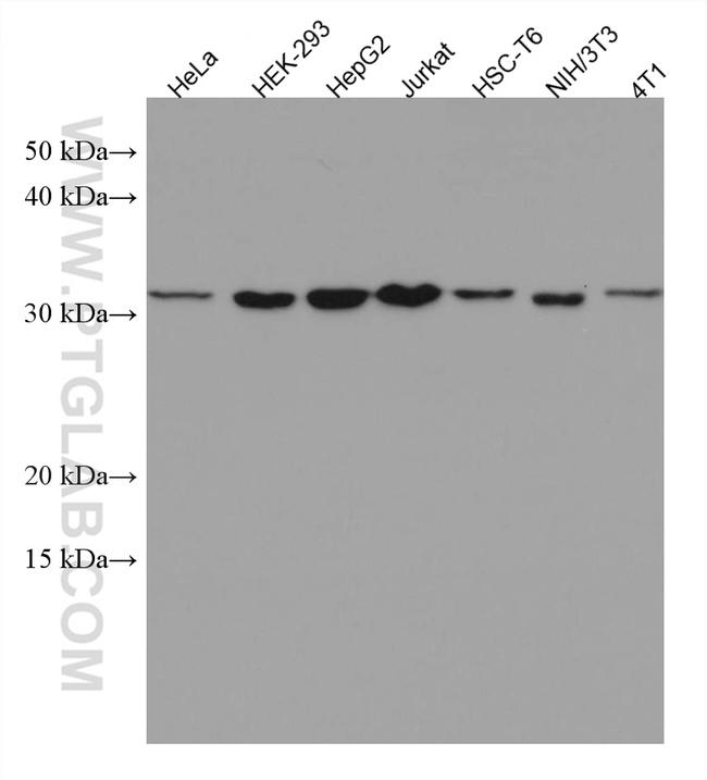 CDCA5 Antibody in Western Blot (WB)