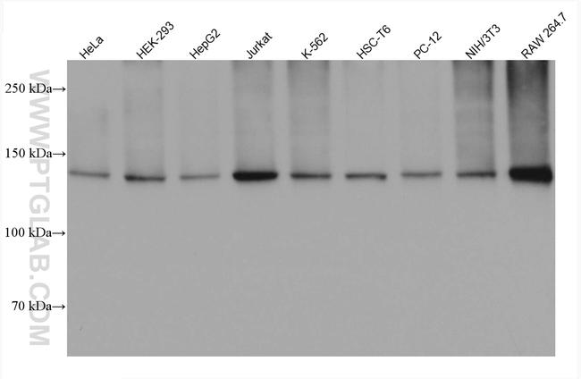 SF3B3 Antibody in Western Blot (WB)
