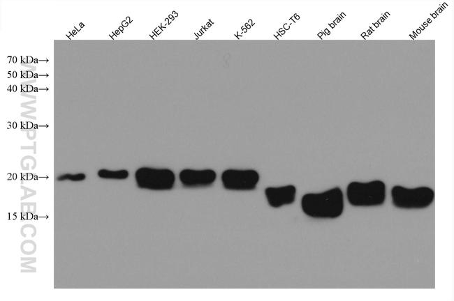 SOD1 Antibody in Western Blot (WB)