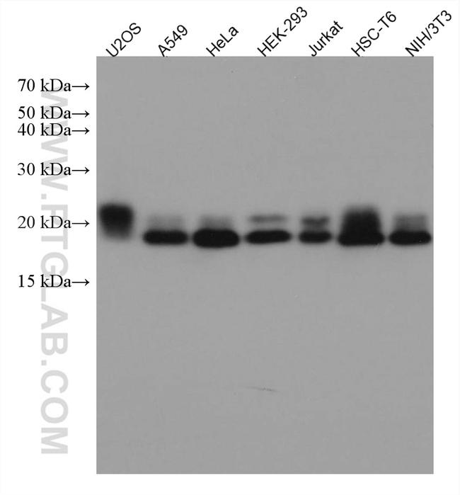 RAB2A Antibody in Western Blot (WB)