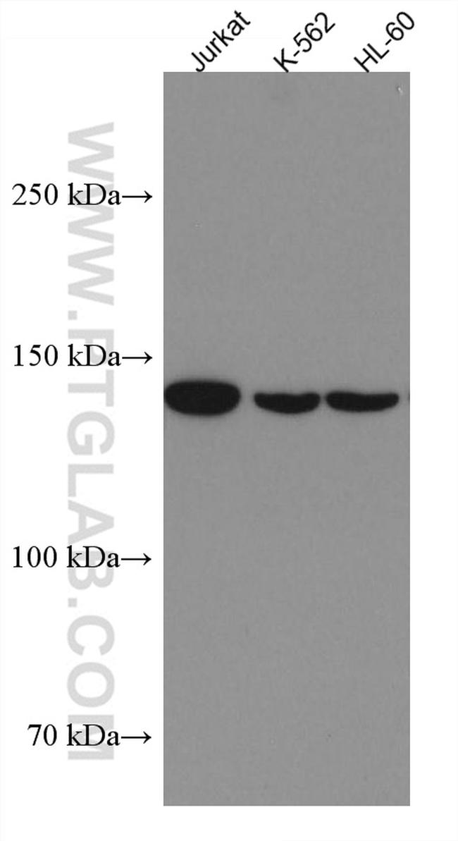 FMNL1 Antibody in Western Blot (WB)