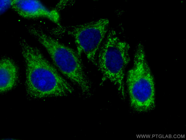 SERPIND1 Antibody in Immunocytochemistry (ICC/IF)