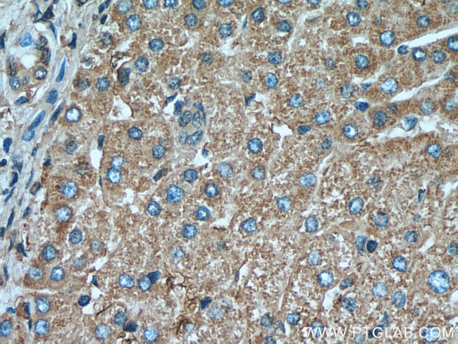 SERPIND1 Antibody in Immunohistochemistry (Paraffin) (IHC (P))