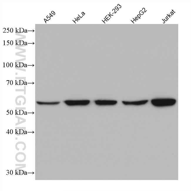 IMPDH2 Antibody in Western Blot (WB)