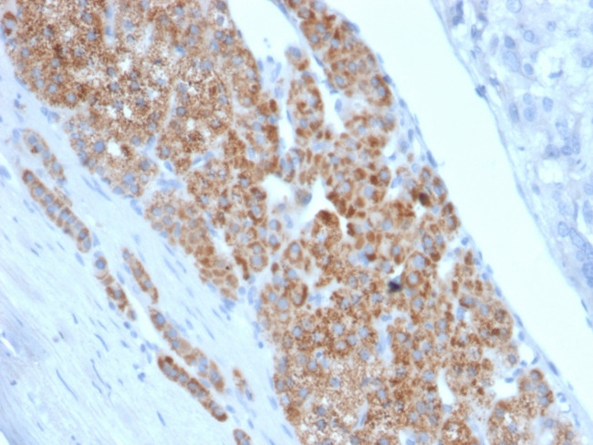 StAR (Steroidogenic Acute Regulator) Antibody in Immunohistochemistry (Paraffin) (IHC (P))