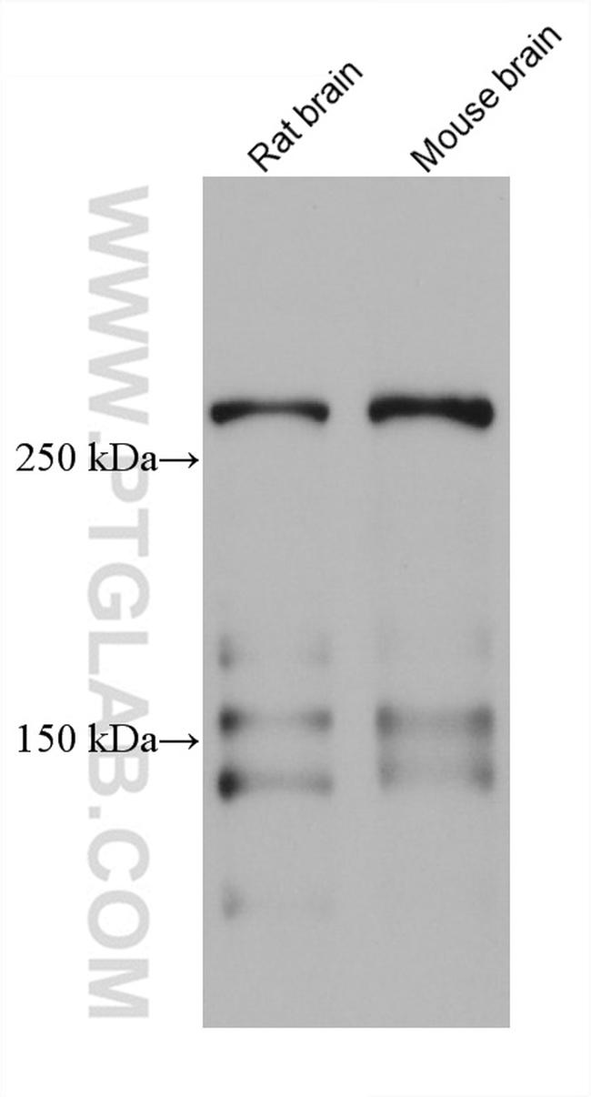 TNC/Tenascin-C Antibody in Western Blot (WB)
